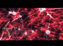 Brain cells