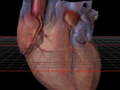 Final 3D heart